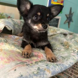 BonBon - Black and tan male Chihuahua puppy in Monterey, Virginia from Blue Grass Valley Chihuahuas