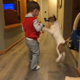 Smooth Fox Terrier Puppies from Misty Hollow