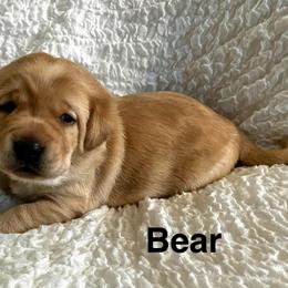 Bear - Yellow male Labrador Retriever puppy in Princess Anne, Maryland from Little Farm
