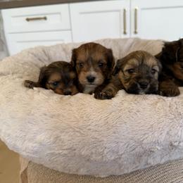 Bernedoodle, Cavapoo, Havanese, and Havapoo Puppies from Lady Paws Puppies - Cassie