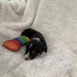 Hobbes - Black and tan male Pembroke Welsh Corgi puppy in Morgantown, Pennsylvania from GoldStar Corgis (License Number 18519)