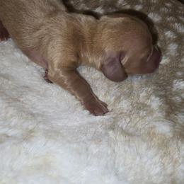 Little dark cream Girl - Cream female Dachshund puppy in Barre, Massachusetts from Central Mass Dachshunds