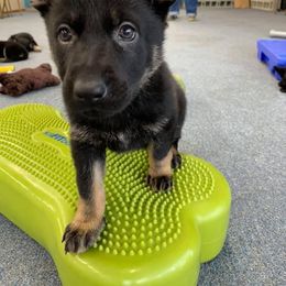 German Shepherd Puppies from Zobelhund German Shepherds