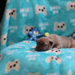 Megaman - Blue fawn male American Staffordshire Terrier puppy in Hohenwald, Tennessee from AptiBull Terriers