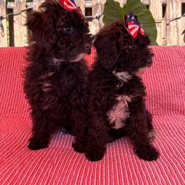 Goldendoodle Puppies from Our Darling Doodles