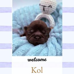 Kol - Liver male Shih Tzu puppy in Richmond, Texas from Aleka Shih Tzu
