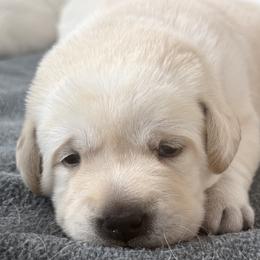 Boy 1 - Yellow male Labrador Retriever puppy in Kingfield, Maine from Maynard’s Labs