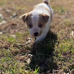 Russell Terrier Puppies from Bar Rafter C Shorty Jacks