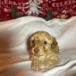 Lucky - Cream female Poodle puppy in Fairburn, Georgia from The Real Dog Breeders of Atlanta (peachy poodles)