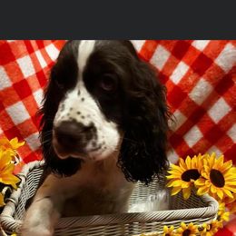 English Springer Spaniel Puppies from Won Eighty Farms