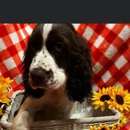 English Springer Spaniel Puppies from Won Eighty Farms