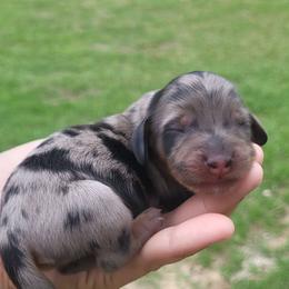 Black tan dapple - Dapple female Dachshund puppy in Ashford, Alabama from Circle City Dachshunds