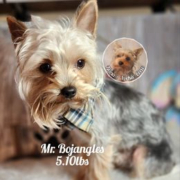 Bo - Yorkshire Terrier
