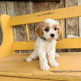Jimmy - Blenheim male Cavapoo puppy in Preston, Idaho from Shaffer Top Notch Puppies