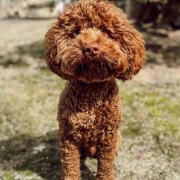Wally - Cockapoo