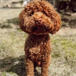 Wally - Cockapoo