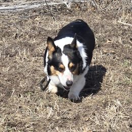 DJ - Pembroke Welsh Corgi