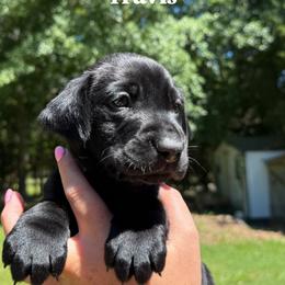 Travis - Black male Labrador Retriever puppy in Abbeville, South Carolina from Long Cane Retrievers LLC