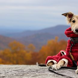 Silken Windhounds from Harmeni Silken Windhounds