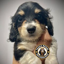 Cherry Pie 2500 - Cream female Dachshund puppy in Houston, Texas from Texas Regal Dachshunds LLC