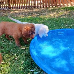 Australian Labradoodles and Goldendoodles from Sierra Vista Labradoodles & Goldendoodles