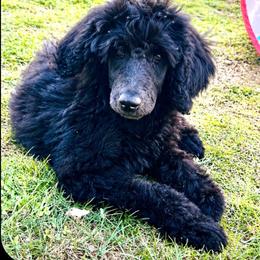 Eddie - Blue male Poodle puppy in Greenwich, New York from MizzElle’s Standard Poodles