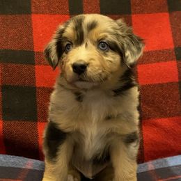 Miniature Australian Shepherd and Toy Australian Shepherd Puppies from Bit O' Bliss Farm LLC