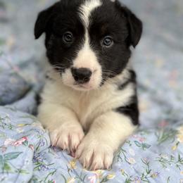 Ella - Black and white female Cardigan Welsh Corgi puppy in Hope, Arkansas from Foxy Knoll Farm