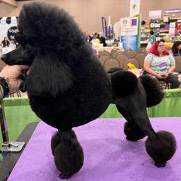 Tink - Poodle