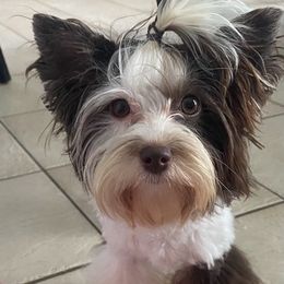Maltese, Poodles, and Yorkshire Terriers from La’s Sweet Babies