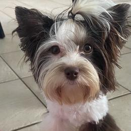Maltese, Poodles, and Yorkshire Terriers from La’s Sweet Babies