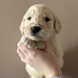 Boy 2 - male Goldendoodle puppy in Hamptonville, North Carolina from Goldendoodles of Vanhoy Farms