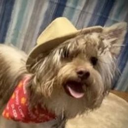 Benny - Yorkshire Terrier