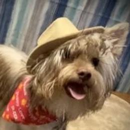 Benny - Yorkshire Terrier