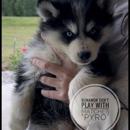 Runamok Don't Play With Matches - Wolf sable male Pomsky puppy in St. Maries, Idaho from Runamok Farm