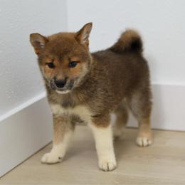 Emi - Red female Shiba Inu puppy in Houston, Texas from Sakura Blossom Shibas