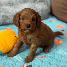 Tag - Red  male Goldendoodle puppy in Wharton, Texas from Little Fur Friends