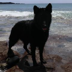 Belgian Tervuren and German Shepherds from Woolly Warriors
