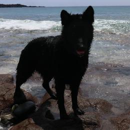 Belgian Tervuren and German Shepherds from Woolly Warriors