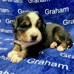 Blue Collar - Black rust and white female Bernese Mountain Dog puppy in Comer, Georgia from Water Oak Farm
