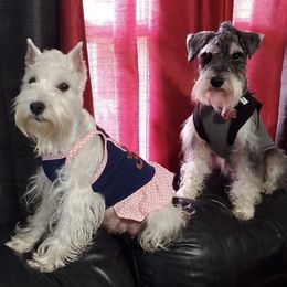 Miniature Schnauzers from Miniature Schnauzer Farm