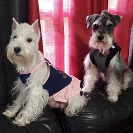 Miniature Schnauzers from Miniature Schnauzer Farm