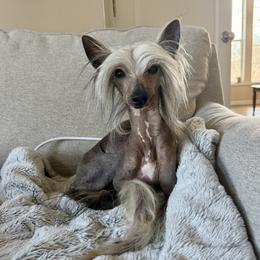 Chinese Crested puppies from Charisma Chinese Cresteds