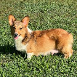 Wren - Pembroke Welsh Corgi