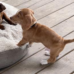 Dachshund Puppies from Witchy Woman’s Wiener’s