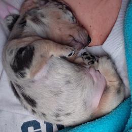 Pancake - Gray (blue) and tan male Dachshund puppy in Indianapolis, Indiana from wiggly weenies