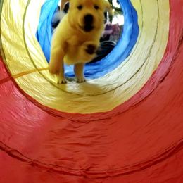 Golden Retriever Puppies from God Given Goldens