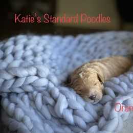 Poodle Puppies from Katie’s Standard Poodles