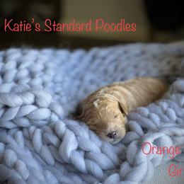 Poodle Puppies from Katie’s Standard Poodles