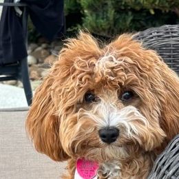 Ginger - Cavapoo